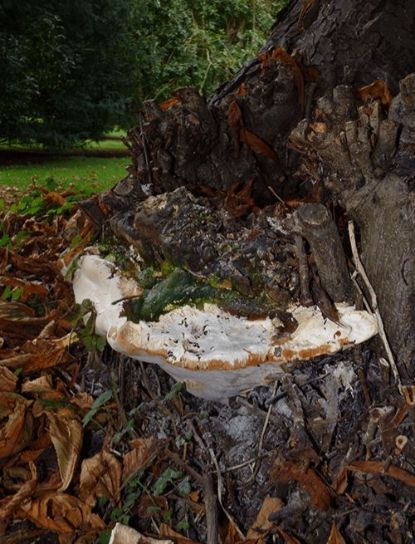 Mature bracket showing white spore beneath on chestnut at Wimpole House, UK.